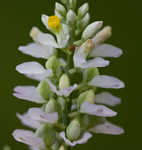 Chapman's milkwort